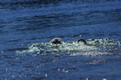 Clumber Spaniel bei der Wasserarbeit