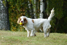 Clumber Spaniel