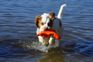 Clumber Spaniel