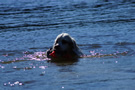 Clumber Spaniel