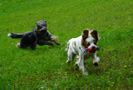 Clumber Spaniel Junghunde