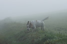 Dukeries' Clumber Spaniel Deli