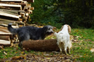 Clumber Spaniel Junghunde