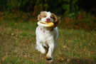 Clumber Spaniel