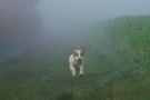 Clumber Spaniel im Nebel