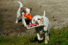 Clumber Spaniel