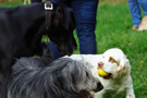 Clumber Spaniel