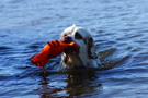 Dukeries' Clumber Spaniel Sparkle