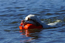 Clumber Spaniel