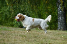 Clumber Spaniel