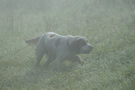 Clumber Spaniel im Nebel