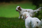 Clumber Spaniel