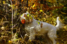 Dukeries' Clumber Spaniel Leya