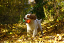 Dukeries' Clumber Spaniel Leya