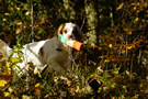 Clumber Spaniel beim Dummytraining im Herbstwald