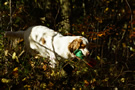 Dukeries' Clumber Spaniel Leya