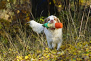 Clumber Spaniel beim Dummytraining