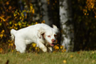 Dukeries' Clumber Spaniel Sparkle