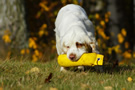 Dukeries' Clumber Spaniel Sparkle