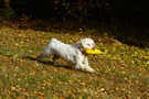 Dukeries' Clumber Spaniel Sparkle