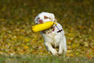 Clumber Spaniel beim Dummytraining