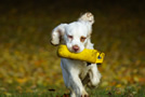 Dukeries' Clumber Spaniel Sparkle