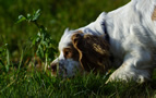 Dukeries' Clumber Spaniel Aven