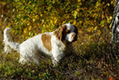 Clumber Spaniel