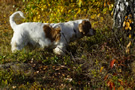 Dukeries' Clumber Spaniel Aven