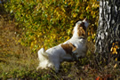 Clumber Spaniel