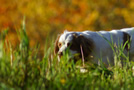 Clumber Spaniel