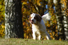 Dukeries' Clumber Spaniel Aven