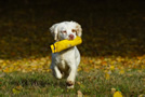 Dukeries' Clumber Spaniel Sparkle