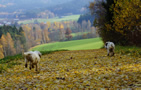 Clumber Spaniel