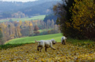 Clumber Spaniel