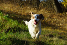 Clumber Spaniel