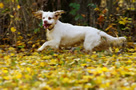 Dukeries' Clumber Spaniel Sparkle