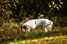 Clumber Spaniel