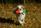 Dukeries' Clumber Spaniel Leya