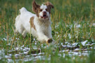 Clumber Spaniel