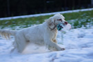 Dukeries' Clumber Spaniel Sparkle