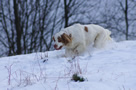 Clumber Spaniel