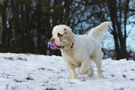 Clumber Spaniel im Schnee