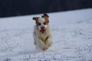 Clumber Spaniel