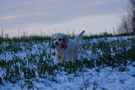 Clumber Spaniel im Schnee