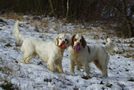 Dukeries' Clumber Spaniel Sparkle