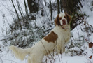 Clumber Spaniel im Schnee