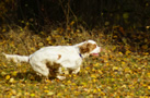 Clumber SpanielClumber Spaniel 