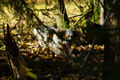 Clumber Spaniel Clumber Spaniel