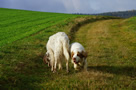 Dukeries' Clumber Spaniel Leya